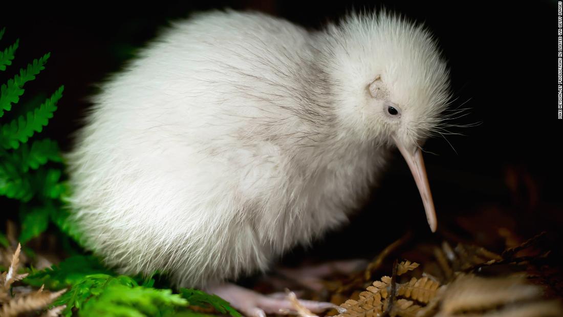 Maukura, the only white kiwi bird ever born in captivity, dies in New Zealand