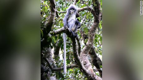 &#39;Critically endangered&#39; monkey and armored slug among 503 new species named in 2020