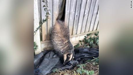 A badger needed a bit of help after getting his butt wedged in a garden fence.