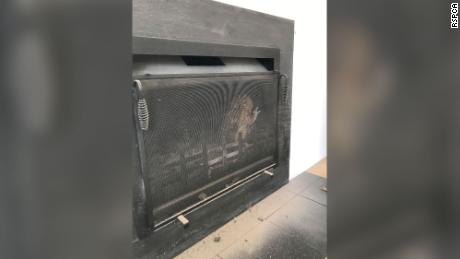 This angry-looking tawny owl needed help after getting stuck inside a fireplace.