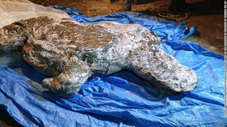 Preserved woolly rhino unearthed in Russian Arctic