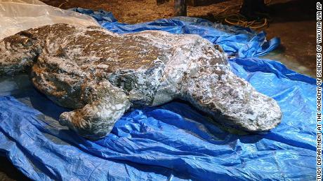 ロシアの北極から発掘された保存されたウーリーサイ