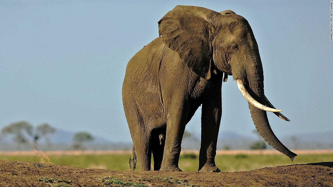Elephant ivory is still sold on eBay, despite the 12-year ban, research finds