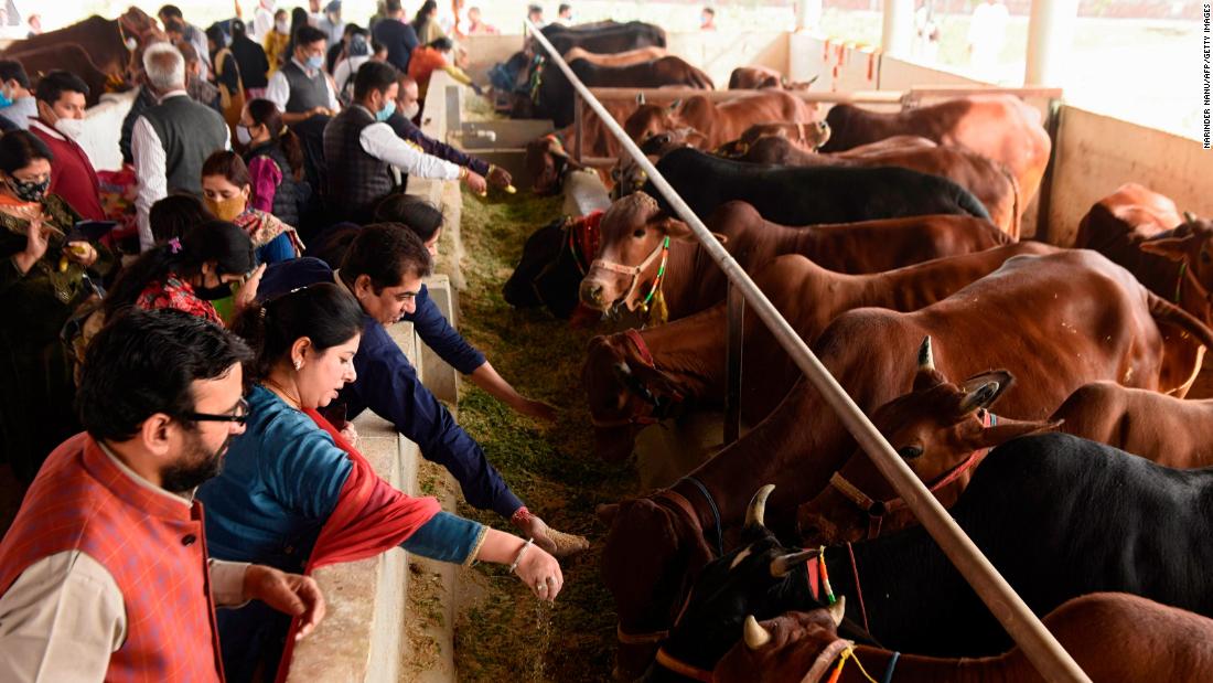 According to critics, the sacred animal is being politicized in India’s new ‘cow science’ exam