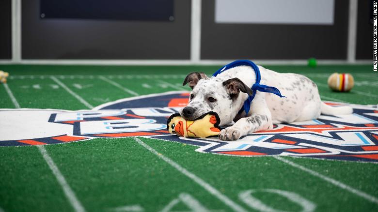 Animal Planet’s pup-ular Puppy Bowl to go on as planned
