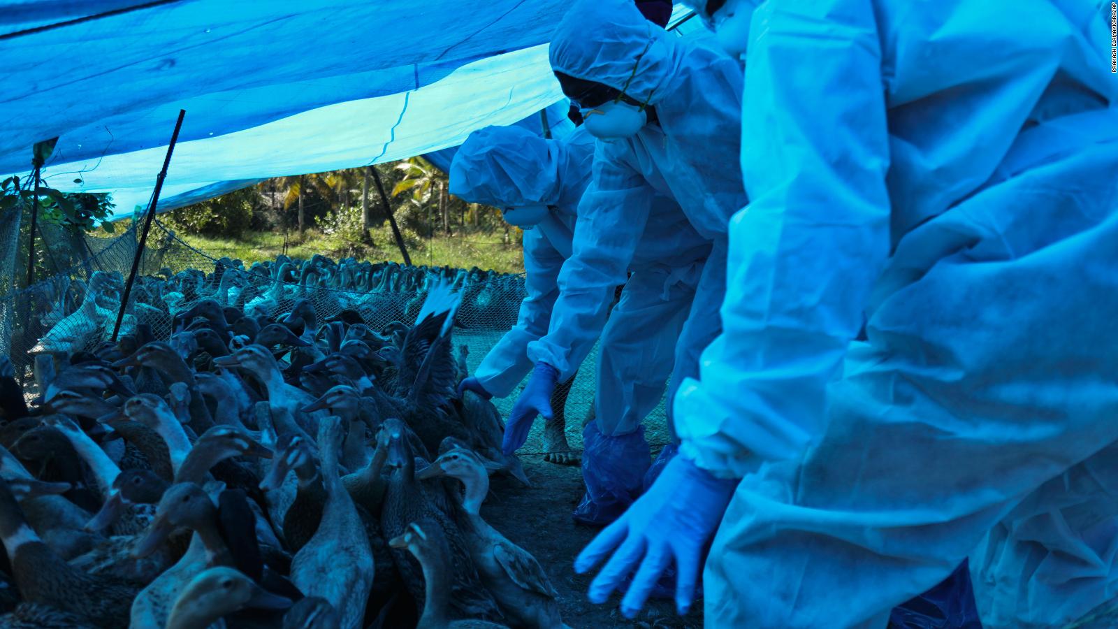 Bird flu India begins mass bird cull in response to avian flu outbreak