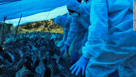 India mulai melakukan pemusnahan unggas secara massal sebagai tanggapan terhadap wabah flu burung