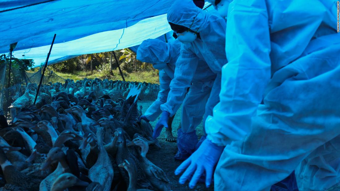 Bird flu India begins mass bird cull in response to avian flu outbreak
