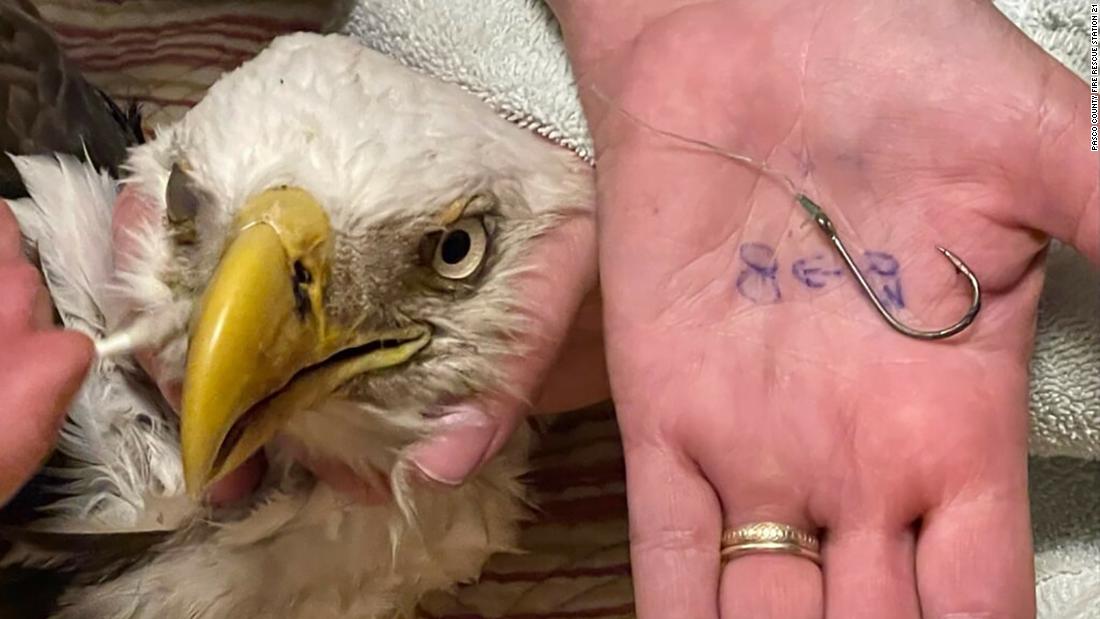 An injured bald eagle entangled in fishing line was rescued by two children  and some Florida firefighters