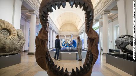 6-foot megalodon shark babies were cannibals in the womb, study says