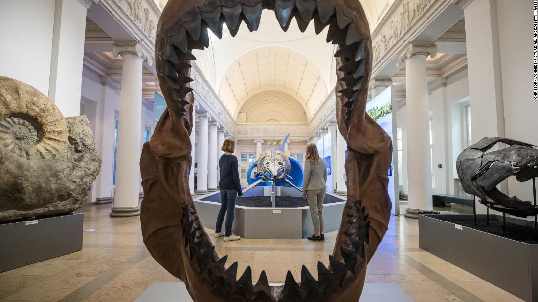 Megalodon shark babies were cannibals in the womb