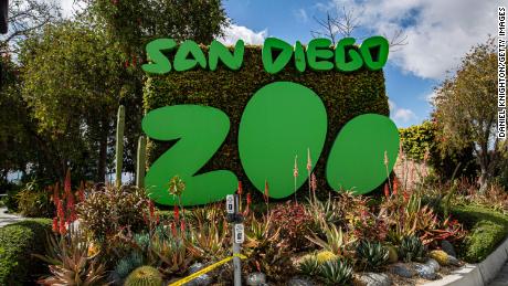 Beždžionės San Diego zoologijos sode gauna vakciną nuo COVID-19 gyvūnams