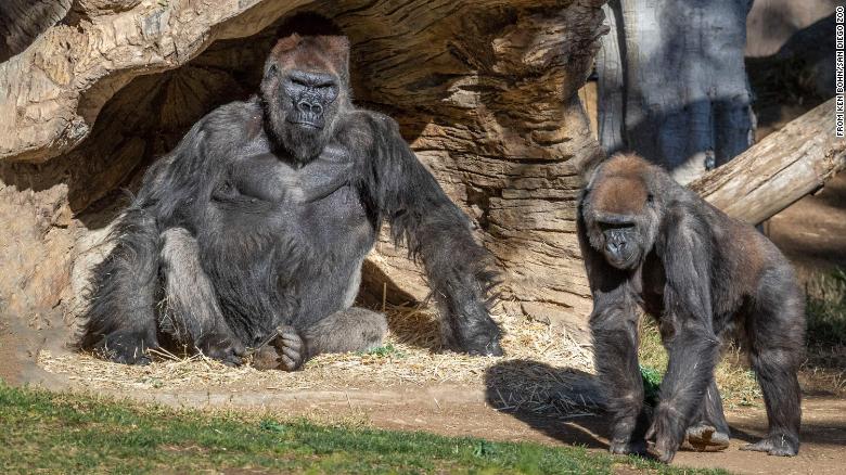 At least two gorillas at San Diego Zoo tested positive for Covid-19, in the first known cases among great apes
