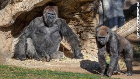 At Least Two Gorillas At San Diego Zoo Tested Positive For Covid 19 In The First Known Cases Among Great Apes Cnn