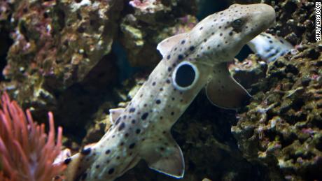 Epaulette shark (Hemiscyllium ocellatum)