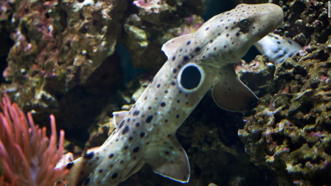 Climate change makes baby sharks smaller, malnourished and exhausted