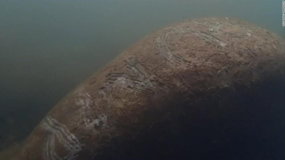 Harassment of manatees under investigation after the word ‘Trump’ was found scratched on the back of an animal