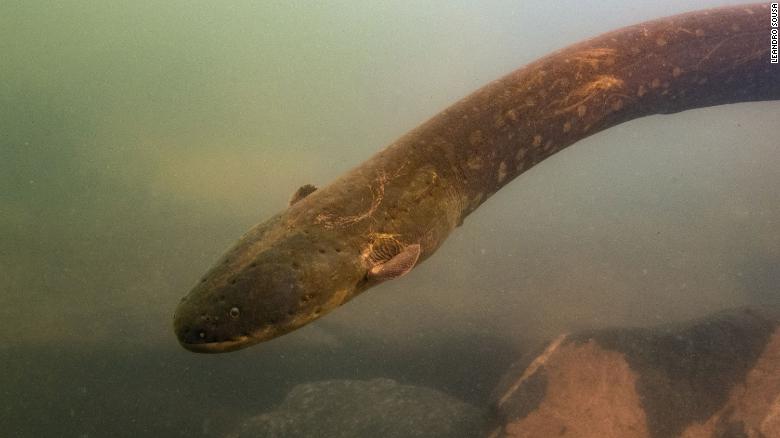 The electric eels observed at the lake can produce 860-volt shocks.