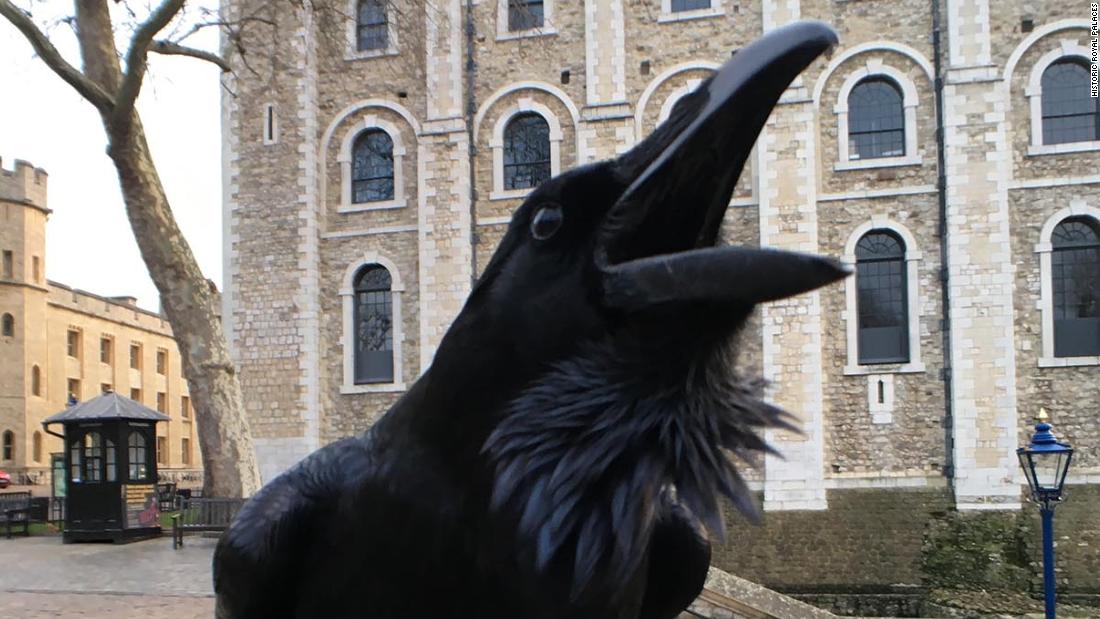 Tower of London’s’ queen raven missing and feared dead