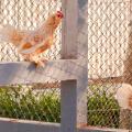 Dubai Sustainable City chickens