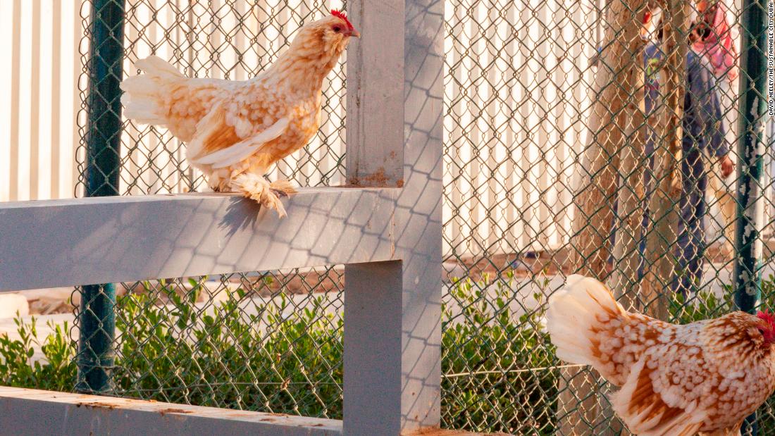 Residents can eat fresh eggs laid by the community&#39;s chickens.