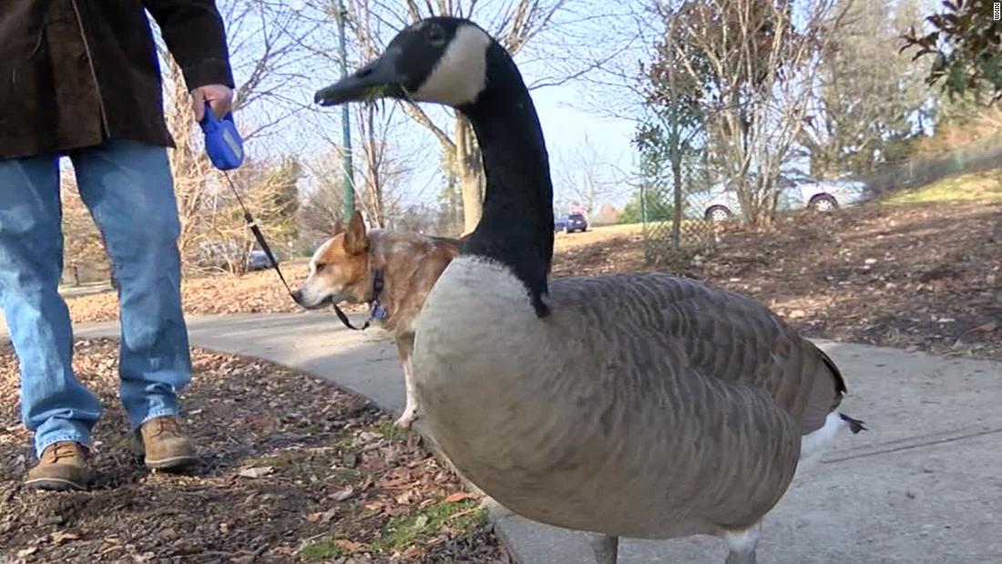 a-goose-became-a-familys-pet-after-being-rescued-as-a-baby