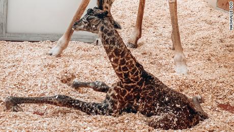 Download Baby Giraffe Dies At Nashville Zoo After Being Stepped On By Mother Cnn