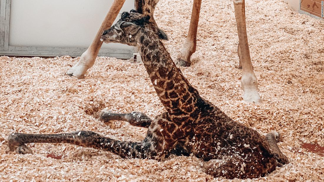 Baby giraffe dies at Nashville Zoo after being trampled by her mother