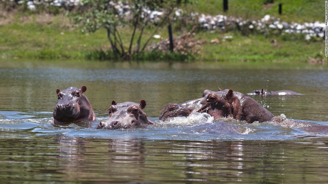 Colombia’s ‘cocaine hippos’ must be eliminated, scientists say