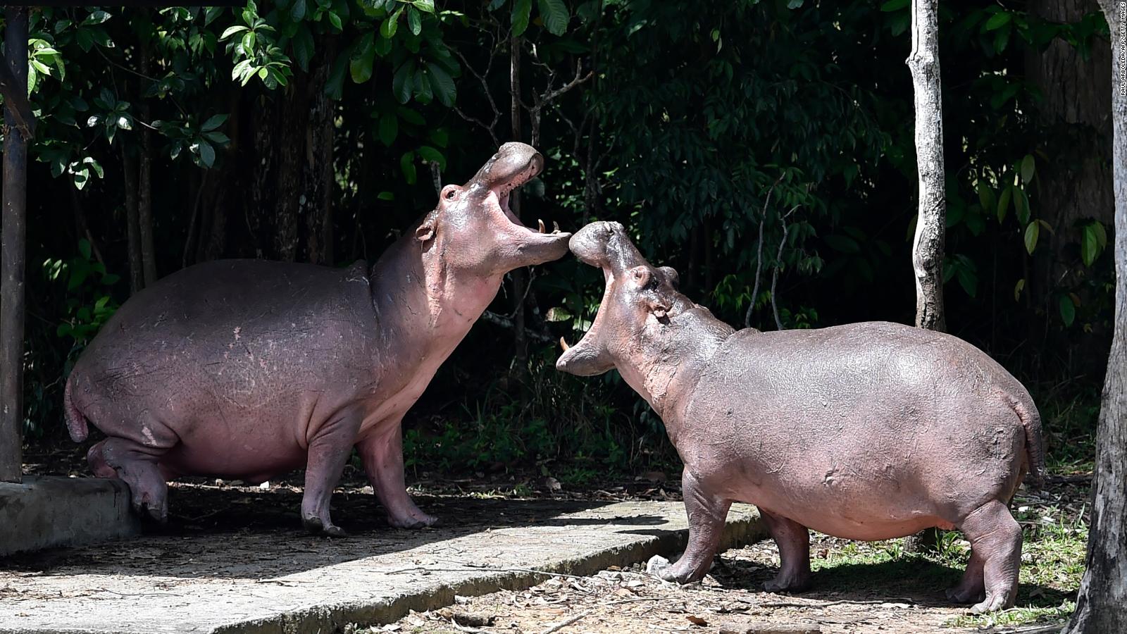 Pablo Escobar Colombia's 'cocaine hippos' must be culled, scientists