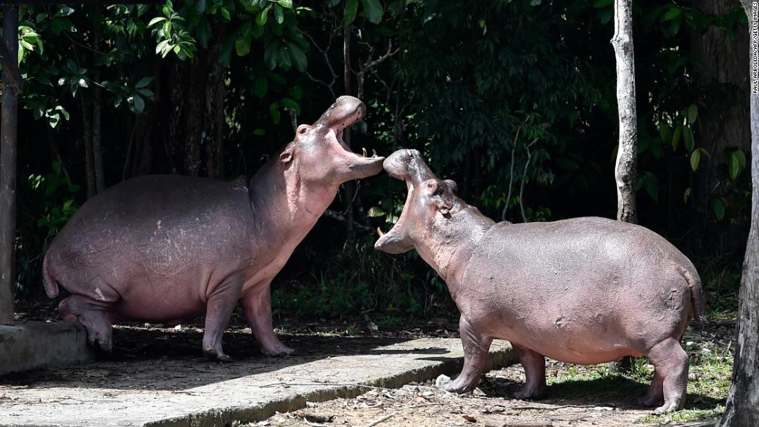 Pablo Escobar: Colombia's 'cocaine Hippos' Must Be Culled, Scientists 