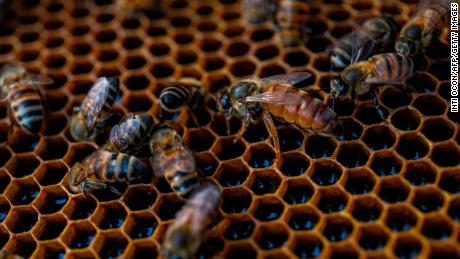 Worker bees surround a queen bee in a hive in Esteli, Nicaragua. The queen bee plays a central role in the colony&#39;s reproductive survival. 