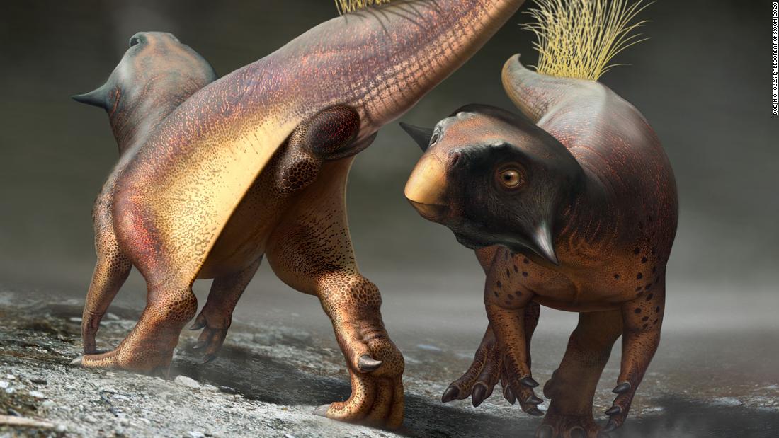 This fossil reveals how dinosaurs plowed, pooped and had sex