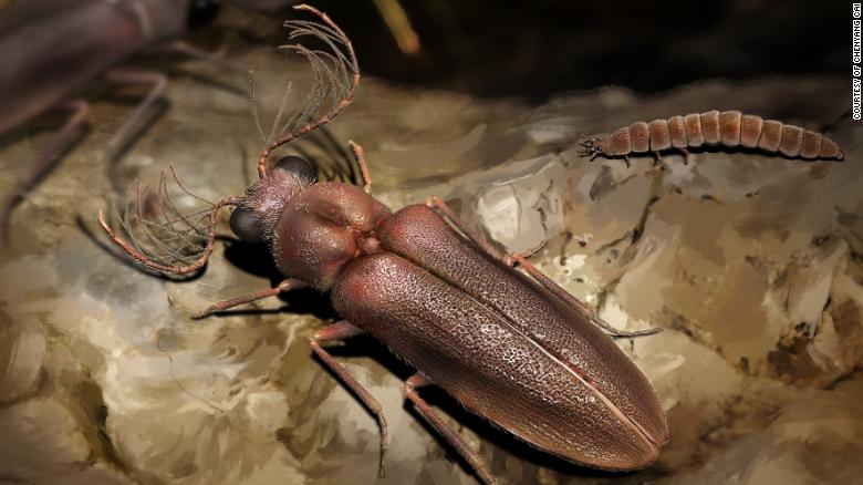 The Cretophengodes beetle roamed the tropical forests of Southeast Asia nearly 100 million years ago during the Cretaceous period.