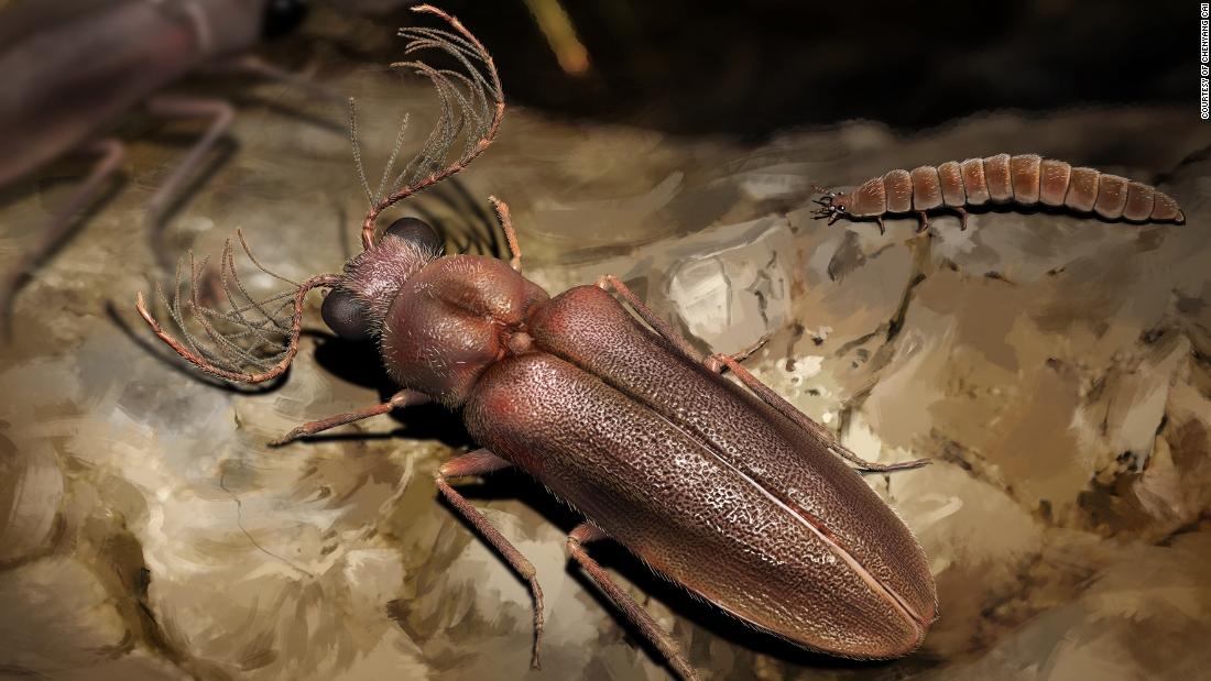 a-99-million-year-old-beetle-shines-light-on-the-evolution-of-glowing-insects