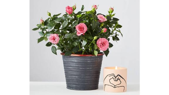 Pink Rose Plant 