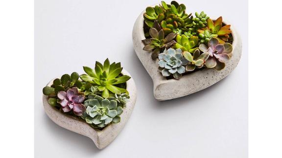 Sweet Succulent Heart Garden 