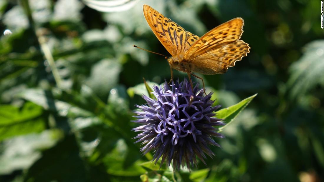 Butterflies flap wings fly and propel themselves forward