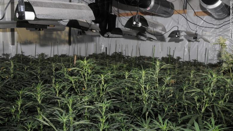 ‘Significant’ cannabis factory found near the Bank of England