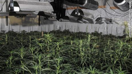 A &quot;significant&quot; cannabis factory has been discovered and destroyed by officers from the City of London Police.