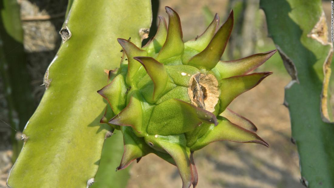 Indian state renames dragon fruit to avoid association with China