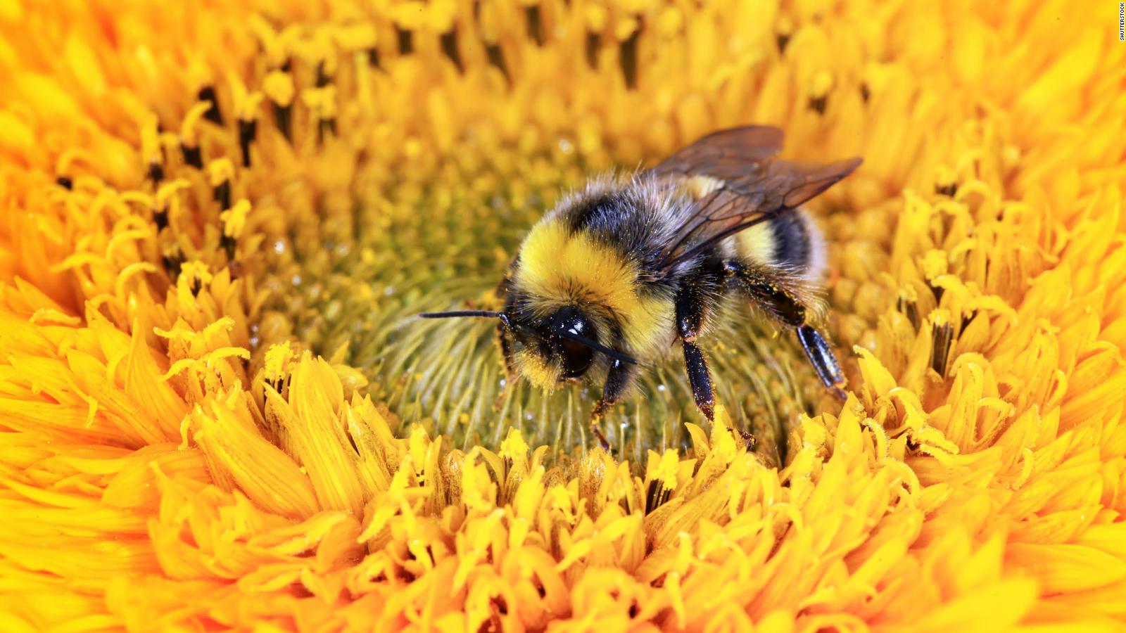 Sleeping bee the blue flower схема