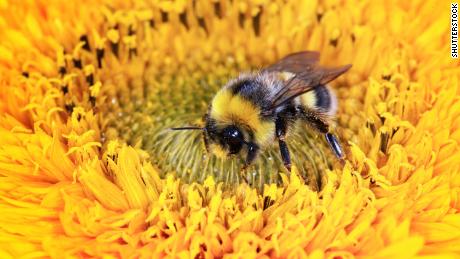 Bees aren&#39;t getting enough sleep, thanks to some common pesticides  