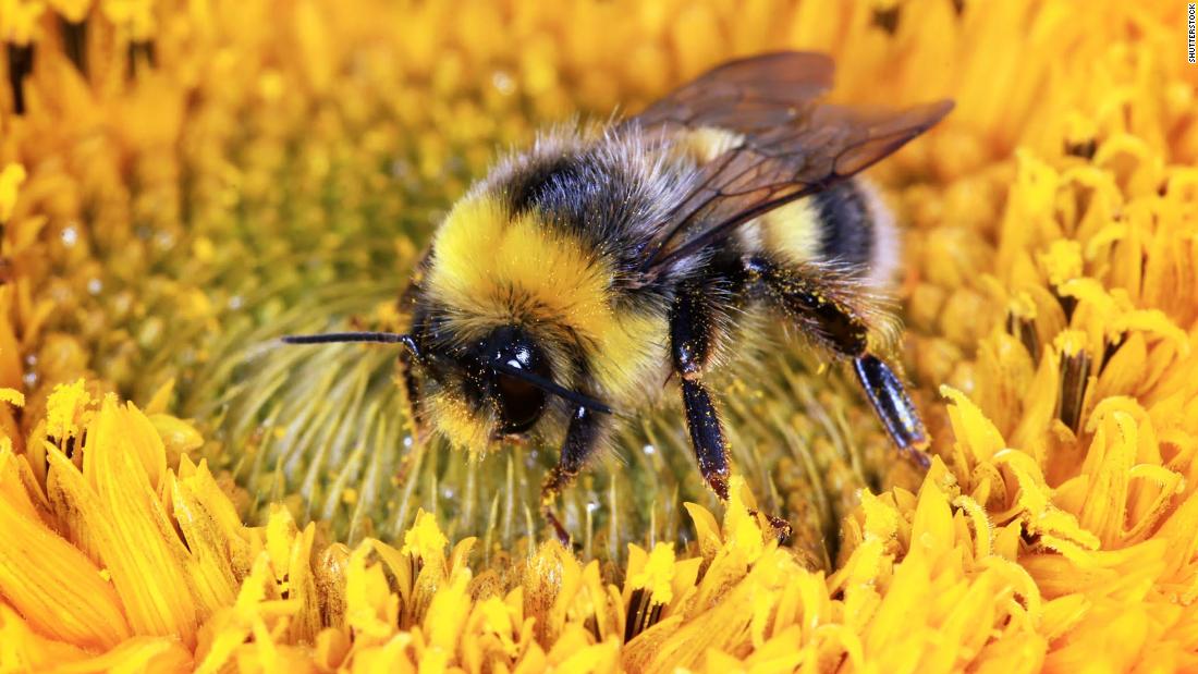 Bees do not get enough sleep, thanks to some common pesticides
