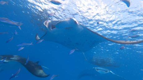 A protected manta ray swims in the waters of Maldives