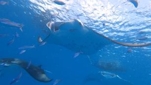 Swimming with manta rays could help save them