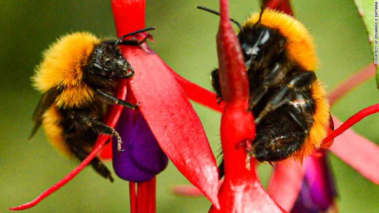 Staggering number of wild bee species unaccounted for since the ’90s