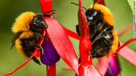 Scientists are researching why there has been a drop in reported bee species over the past 30 years.