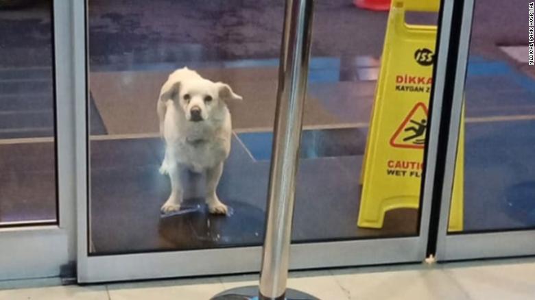 Loyal dog waits for six days outside hospital for her sick owner