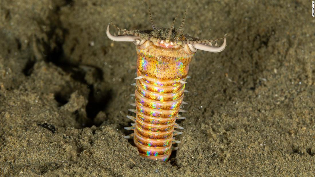 Fossil hunters find giant predatory worm’s lair